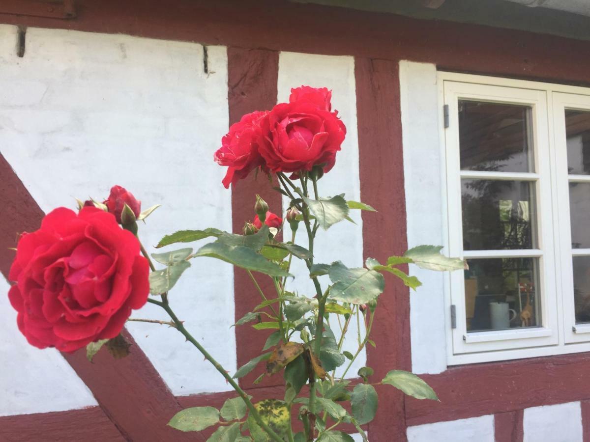 Rosenlund Bed & Breakfast Skovsgårde Buitenkant foto